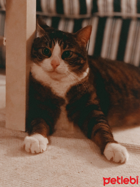 Tekir Kedi, Kedi  Mahmut fotoğrafı
