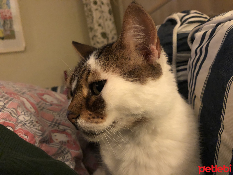 Tekir Kedi, Kedi  Kedi fotoğrafı