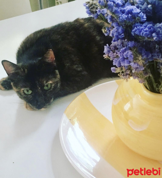 Tekir Kedi, Kedi  Kırpık fotoğrafı