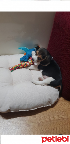 Beagle, Köpek  WIN fotoğrafı