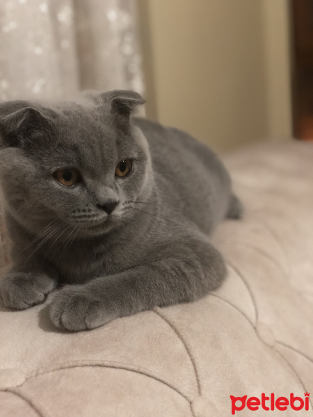 Scottish Fold, Kedi  Mia fotoğrafı