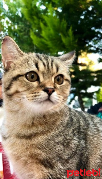 British Shorthair, Kedi  Loti fotoğrafı