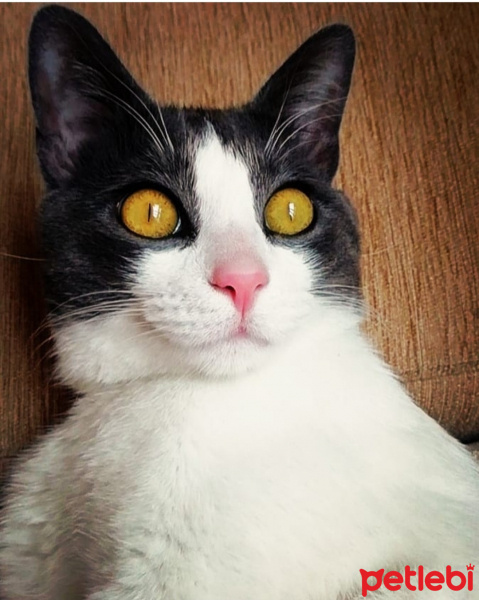 Tekir Kedi, Kedi  Minik fotoğrafı