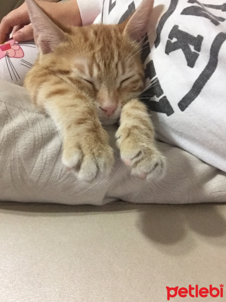 Sarman, Kedi  Berduş fotoğrafı