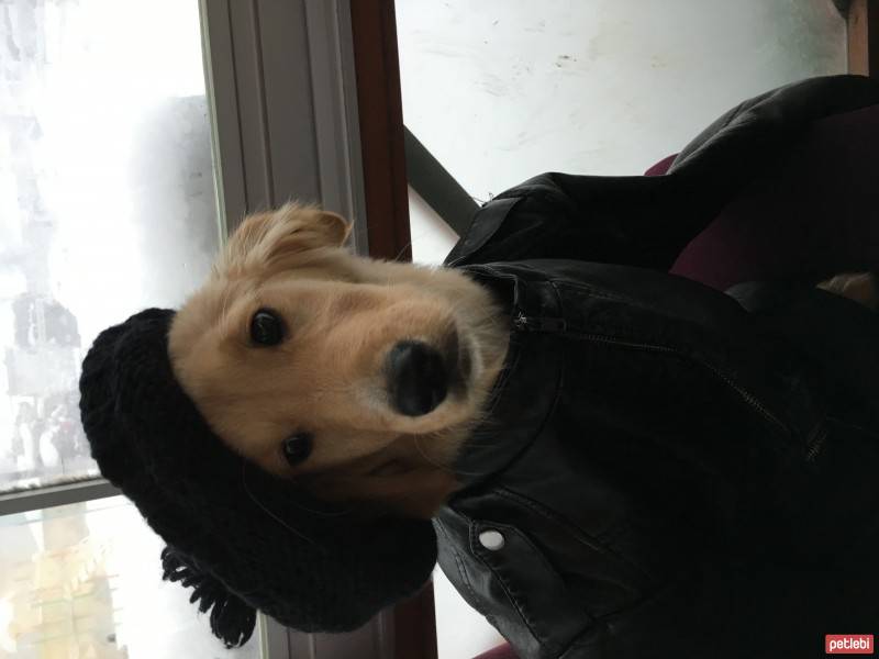 Golden Retriever, Köpek  Lara fotoğrafı