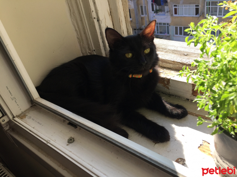 Tekir Kedi, Kedi  SALÇA fotoğrafı