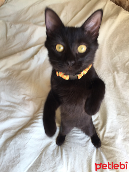 Tekir Kedi, Kedi  SALÇA fotoğrafı