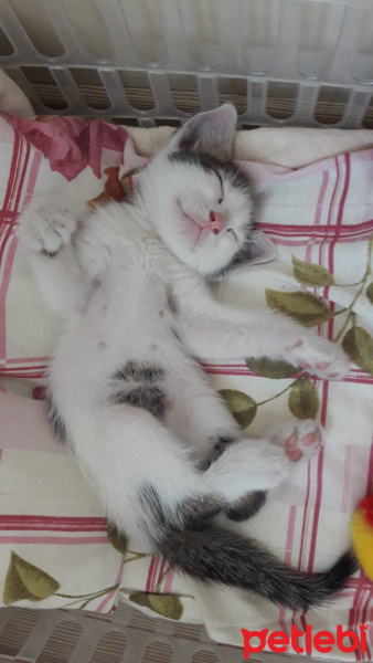 Tekir Kedi, Kedi  MİNNOŞ fotoğrafı