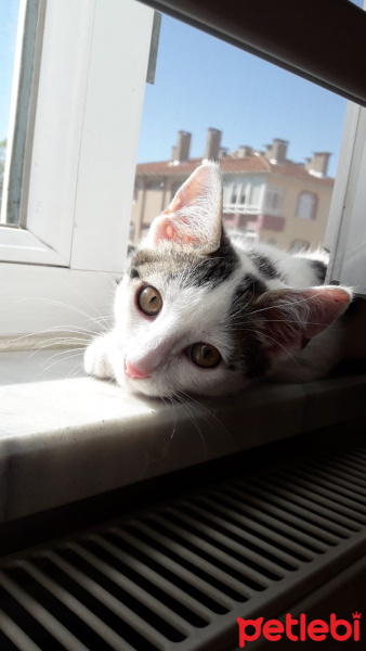 Tekir Kedi, Kedi  MİNNOŞ fotoğrafı