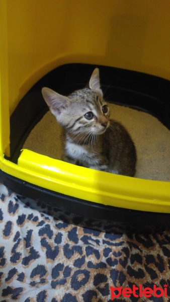 Tekir Kedi, Kedi  KİMYON fotoğrafı