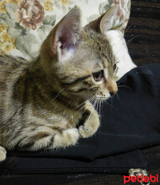 Tekir Kedi, Kedi  KİMYON fotoğrafı