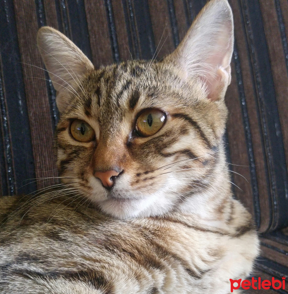 Tekir Kedi, Kedi  KİMYON fotoğrafı