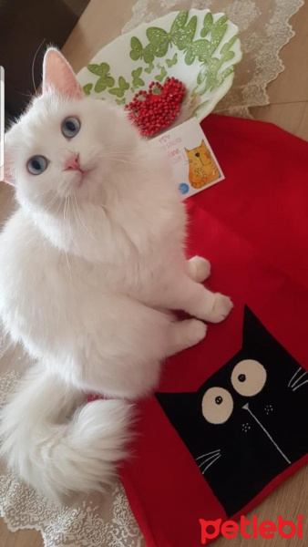 Ankara Kedisi, Kedi  Mari fotoğrafı