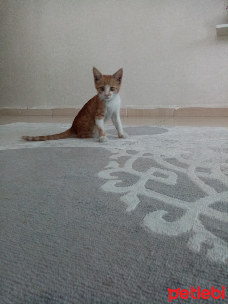Abyssinian, Kedi  Minnak kedi fotoğrafı