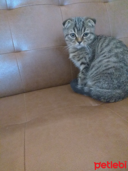 Scottish Fold, Kedi  Yok fotoğrafı