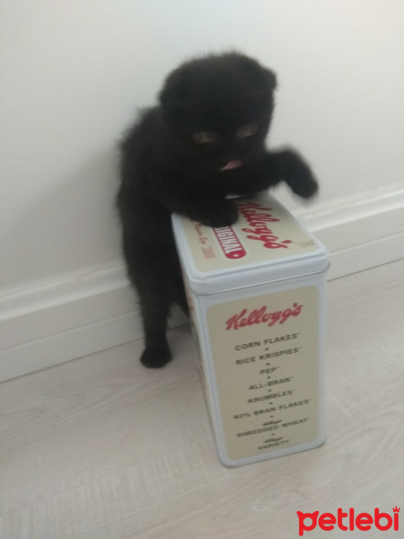 Scottish Fold, Kedi  Yok fotoğrafı