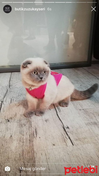 Scottish Fold, Kedi  Mia fotoğrafı