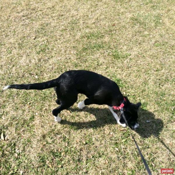 Border Collie, Köpek  Mitra fotoğrafı