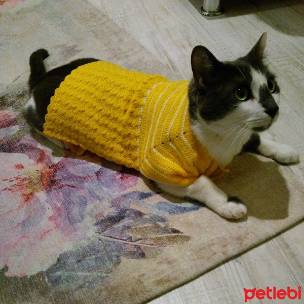 Tekir Kedi, Kedi  Casper fotoğrafı