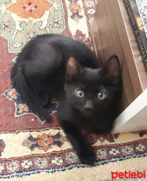 Bombay, Kedi  Gece fotoğrafı