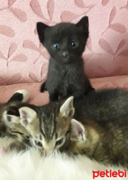 Bombay, Kedi  Gece fotoğrafı