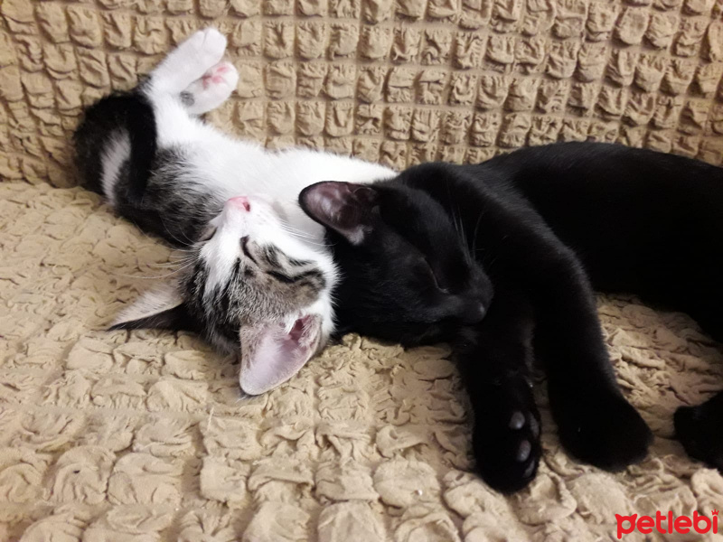 Bombay, Kedi  Gece fotoğrafı