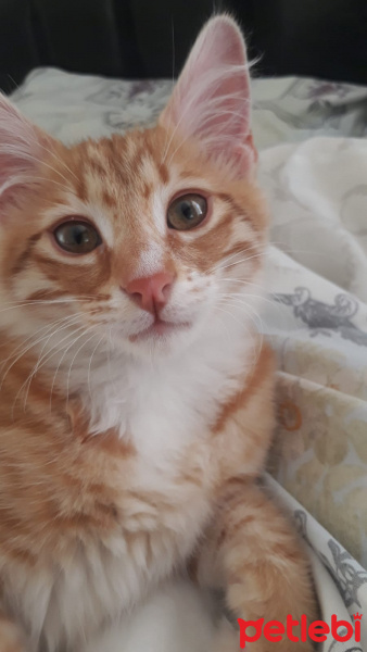 Sarman, Kedi  Şimşek fotoğrafı