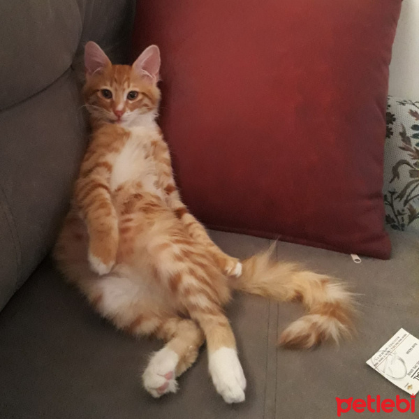 Sarman, Kedi  Şimşek fotoğrafı