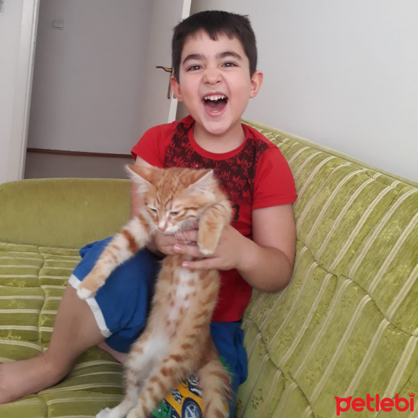 Sarman, Kedi  Şimşek fotoğrafı