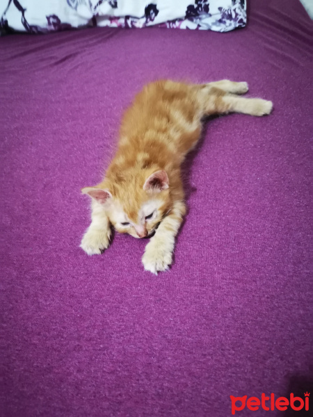 Sarman, Kedi  Melodi fotoğrafı