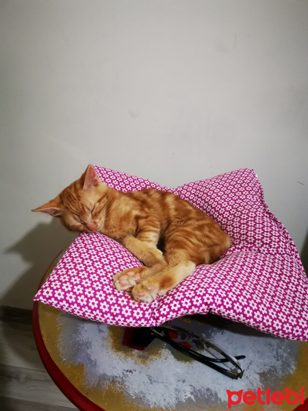 Sarman, Kedi  Melodi fotoğrafı