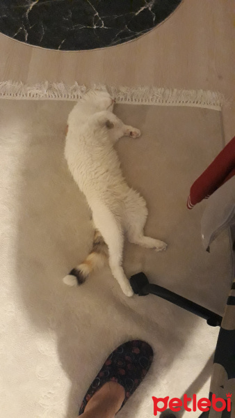 Tekir Kedi, Kedi  Hira bakırköy osmaniye istanbul fotoğrafı