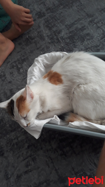 Tekir Kedi, Kedi  Hira bakırköy osmaniye istanbul fotoğrafı