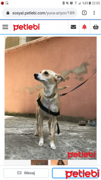 Jack Russell Terrier, Köpek  Pamuk fotoğrafı