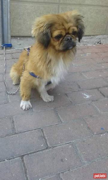 Pekingese, Köpek  PAŞA fotoğrafı