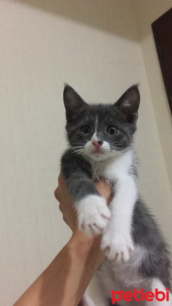 Tekir Kedi, Kedi  Bulut ömürlük yuvasını arıyor fotoğrafı