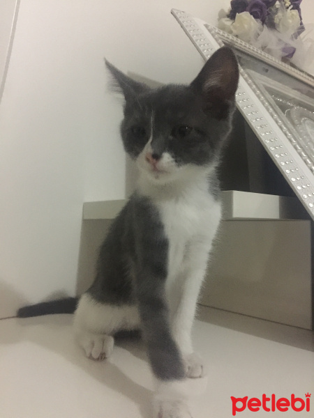 Tekir Kedi, Kedi  Bulut ömürlük yuvasını arıyor fotoğrafı