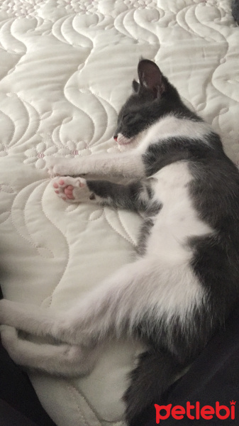 Tekir Kedi, Kedi  Bulut ömürlük yuvasını arıyor fotoğrafı