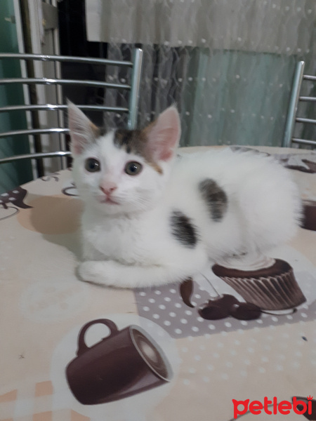 Tekir Kedi, Kedi  paşha fotoğrafı