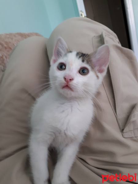 Tekir Kedi, Kedi  paşha fotoğrafı