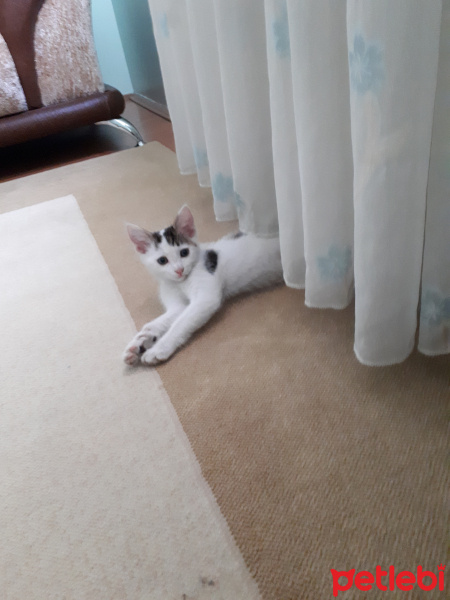 Tekir Kedi, Kedi  paşha fotoğrafı