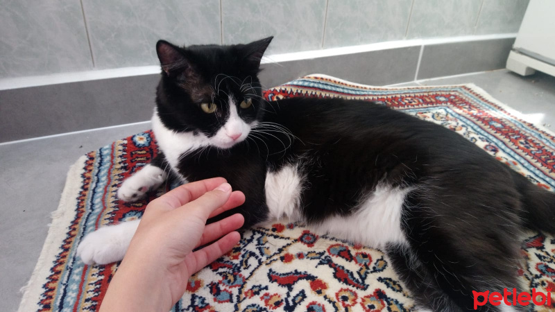 Tuxedo (Smokin) Kedi, Kedi  Petibör fotoğrafı