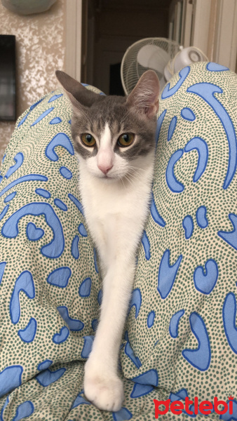Tekir Kedi, Kedi  Simone fotoğrafı