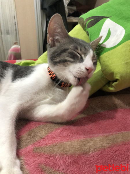 Tekir Kedi, Kedi  Simone fotoğrafı