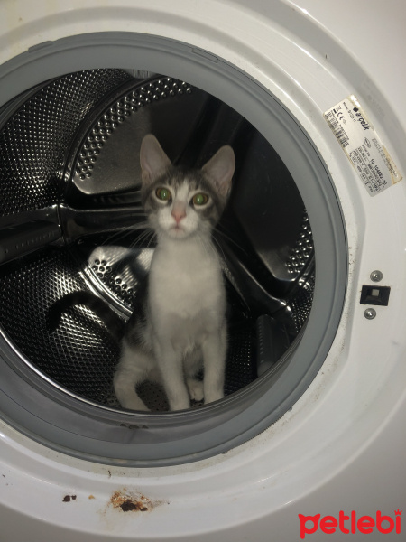 Tekir Kedi, Kedi  Simone fotoğrafı