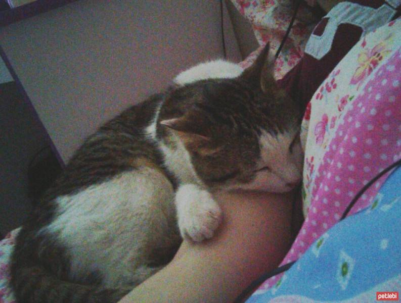 Tekir Kedi, Kedi  Garip fotoğrafı