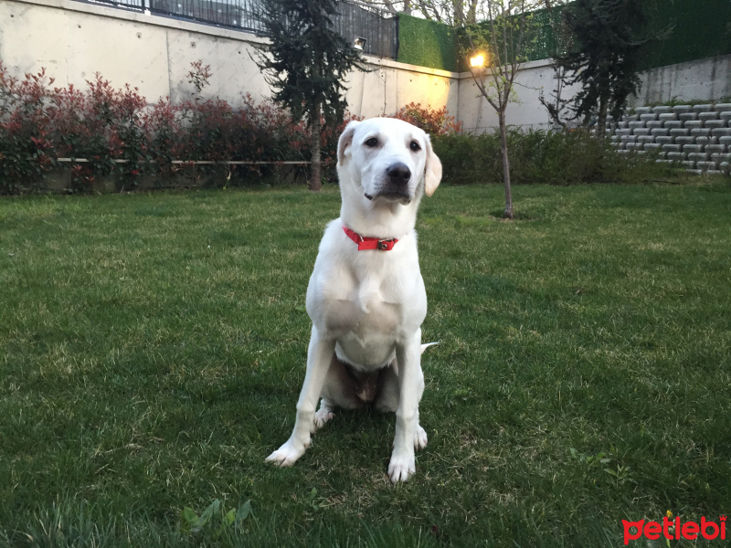 Labrador Retriever, Köpek  Yuki fotoğrafı