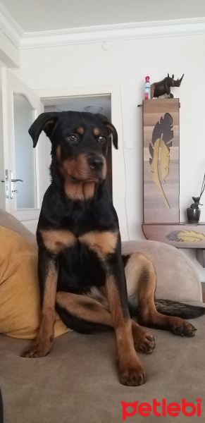 Rottweiler, Köpek  HERA fotoğrafı