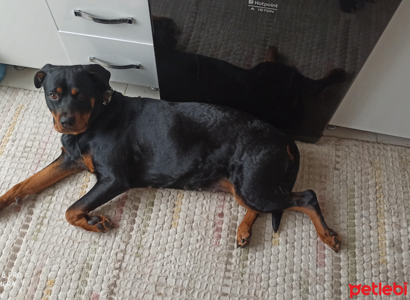 Rottweiler, Köpek  HERA fotoğrafı