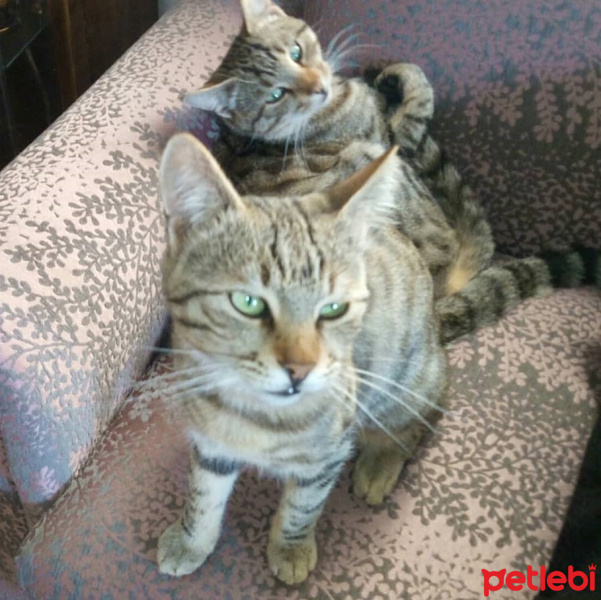 Tekir Kedi, Kedi  İkiz Dübüler fotoğrafı